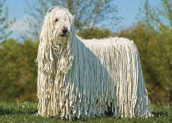 Komondor, All You Need To Know About These Dog Breed