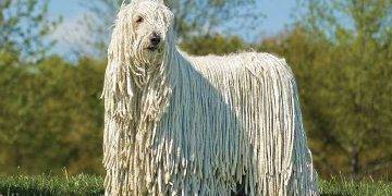 Komondor, All You Need To Know About These Dog Breed
