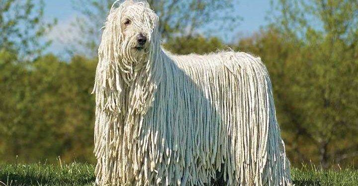 Komondor, All You Need To Know About These Dog Breed