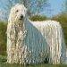 Komondor, All You Need To Know About These Dog Breed