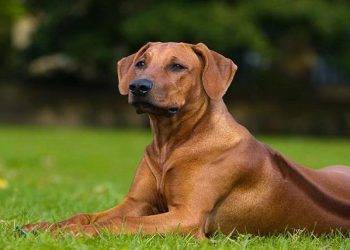 Rhodesian Ridgeback, All You Need To Know About These Dog Breed