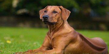 Rhodesian Ridgeback, All You Need To Know About These Dog Breed