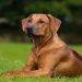 Rhodesian Ridgeback, All You Need To Know About These Dog Breed