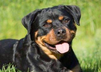 Rottweiler, All You Need To Know About This Dog Breed