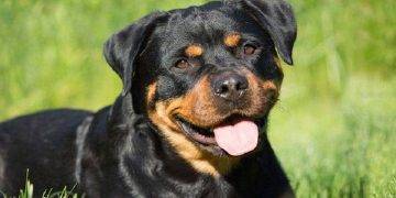 Rottweiler, All You Need To Know About This Dog Breed