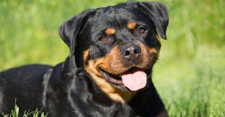 Rottweiler, All You Need To Know About This Dog Breed