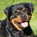 Rottweiler, All You Need To Know About This Dog Breed