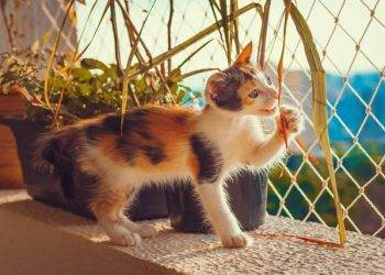 How to Cat-Proof an Apartment?