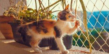 How to Cat-Proof an Apartment?