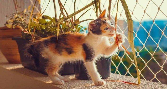 How to Cat-Proof an Apartment?