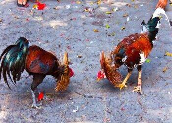 How to Register for WPC2027 with Simple Steps