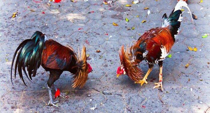 How to Register for WPC2027 with Simple Steps