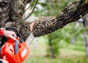 8 Reasons Why Folks in Grayson Should Use Professional Tree Services