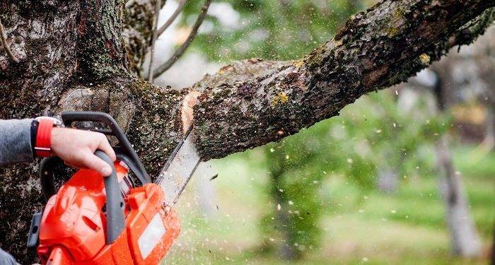 8 Reasons Why Folks in Grayson Should Use Professional Tree Services