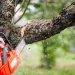 8 Reasons Why Folks in Grayson Should Use Professional Tree Services